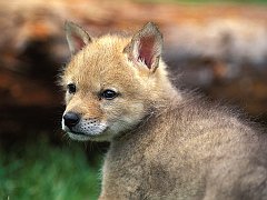 Coyote Puppy